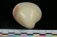 藏品(夕陽黃文蛤)的圖片